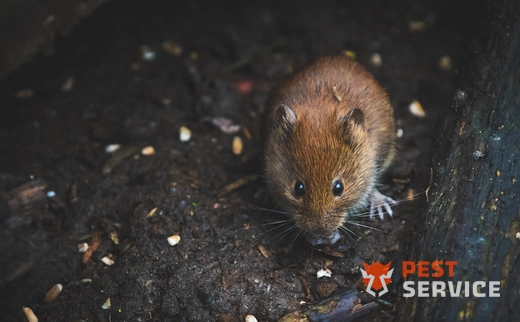 Дератизация в Ревде